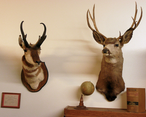 Pronghorn & Mule Deer Trophies